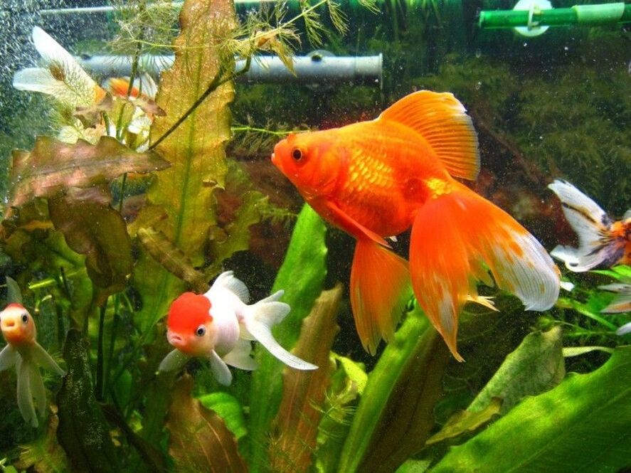 новац акваријум са златним рибицама